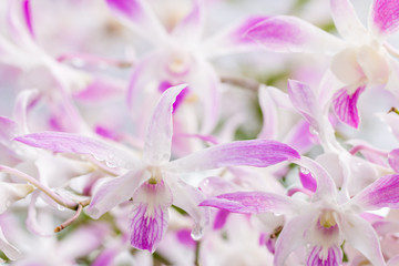 Abstract blurred background of white purple orchids, Dendrobium.