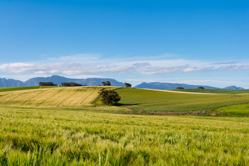 South African Farmland and Meadows close to Hermanus