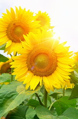 Obraz premium blooming sunflowers and the sun's rays with glare