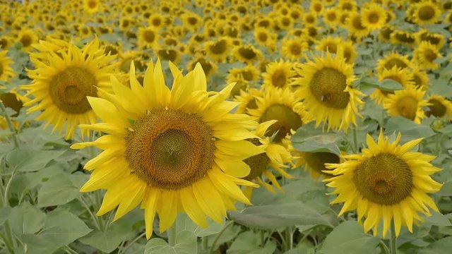 Field of blooming sunflowers , close-up
