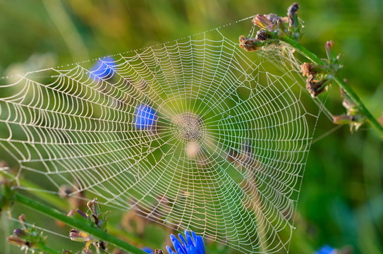 web on the field blue flowers in the sun