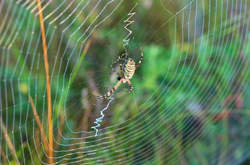 Web with a spider in the center, on a background of grass