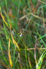 spider in the center of the web with cocoon