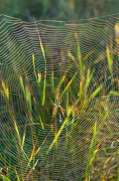 Web with a spider in the center, on a background of grass