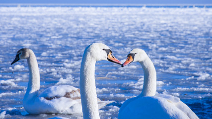 Three swans on the frozen Baltic Sea