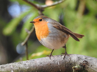 beautiful robin