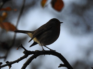 beautiful robin