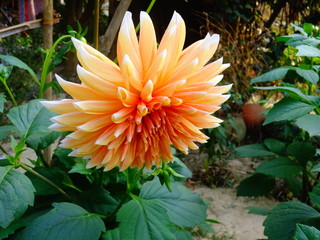 Dahlia flowers