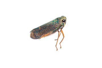 The leafhopper on the white background.