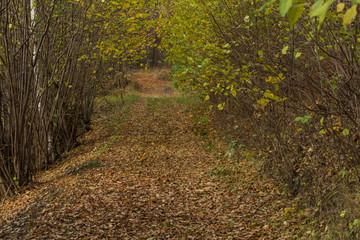 Bright green forest natural walkway in sunny day light. Sunshine forest trees. Sun through vivid green forest. Peaceful forest