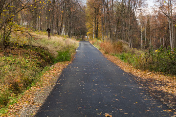 Fototapeta premium Forest road going through pine forest