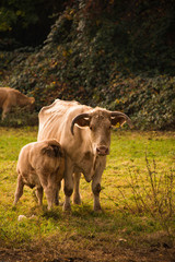 Kuh mit Jungtier