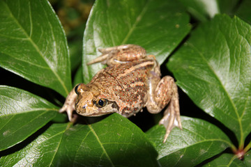 Common spadefoot (Pelobates vespertinus Pallas, 1771) on the leaves of virginia creeper (Parthenocissus quinquefolia var. murorum) in the night summer garden