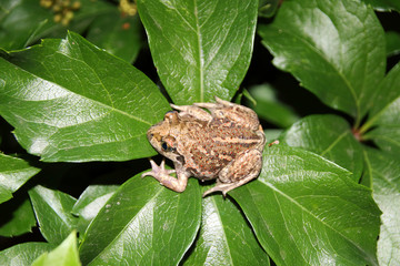 Common spadefoot (Pelobates vespertinus Pallas, 1771) on the leaves of virginia creeper (Parthenocissus quinquefolia var. murorum) in the night summer garden