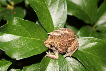 Common spadefoot (Pelobates vespertinus Pallas, 1771) on the leaves of virginia creeper (Parthenocissus quinquefolia var. murorum) in the night summer garden