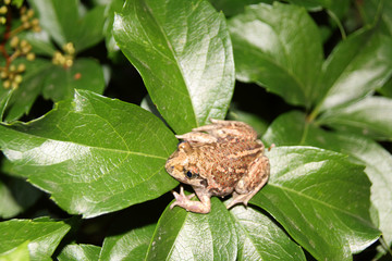 Common spadefoot (Pelobates vespertinus Pallas, 1771) on the leaves of virginia creeper (Parthenocissus quinquefolia var. murorum) in the night summer garden