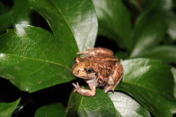 Common spadefoot (Pelobates vespertinus Pallas, 1771) on the leaves of virginia creeper (Parthenocissus quinquefolia var. murorum) in the night summer garden