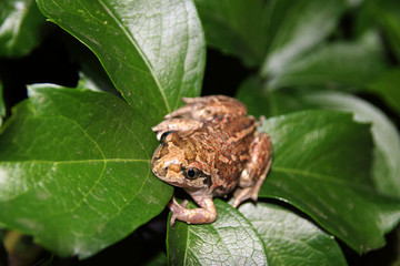 Common spadefoot (Pelobates vespertinus Pallas, 1771) on the leaves of virginia creeper (Parthenocissus quinquefolia var. murorum) in the night summer garden