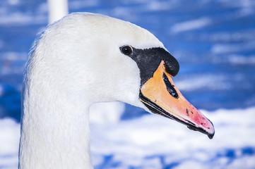 Portrait of a swan on the frozen Baltic Sea