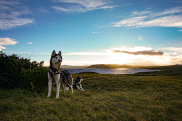 Dogs in front of the sundset