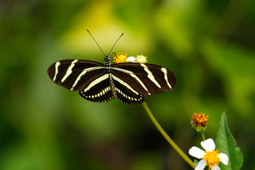Naklejka premium Zebra Longwing butterfly (Heliconius charithonia)