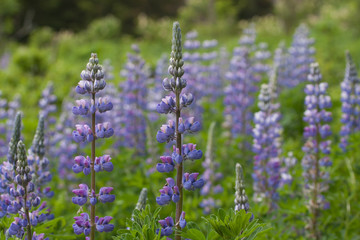 Lupines in Homer, Alaska