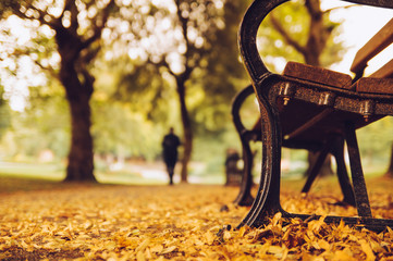 Fototapeta na wymiar Autumn leaves strewn across the park.
