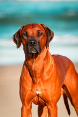 Rhodesian Ridgeback