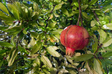The pomegranate (Punica granatum)