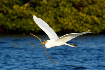 Great Egret (Ardea alba) in flight