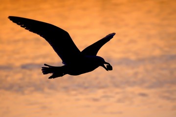Seagull with shell