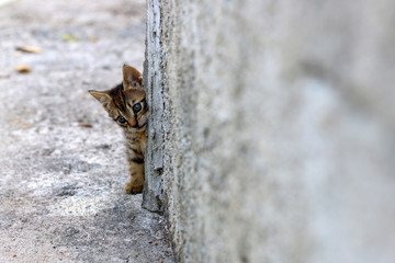 Tabby kitten hiding behind a wall. Selective focus, copy space. 
