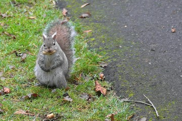 Squirrel with a nut