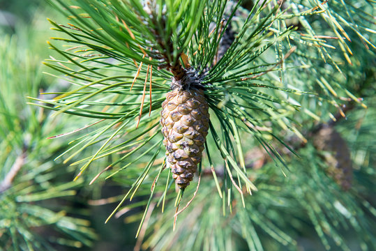 Spruce branches with cones.