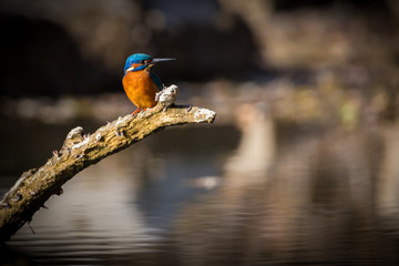 The Kingfisher enjoy sunlight and catching fish