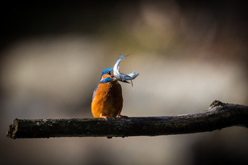 The Kingfisher enjoy sunlight and catching fish