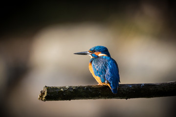 The Kingfisher enjoy sunlight and catching fish