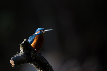 The Kingfisher enjoy sunlight and catching fish