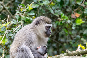 Ape sitting in the Jungle
