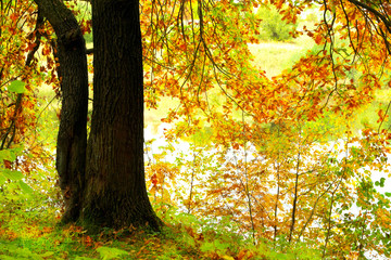 oak tree in  rays of the sunoak tree in  rays of the sun