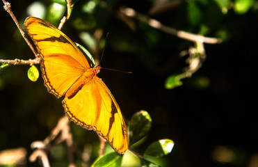 Julia Butterfly