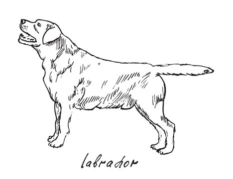 Labrador, hand drawn doodle, sketch in pop art style, vector