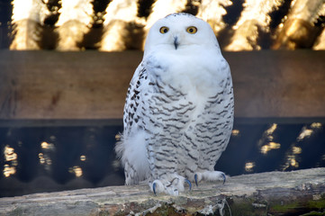 Schneeeule am tag