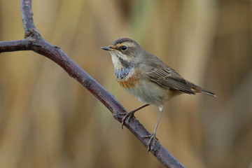 Варакуша. © reznik_ov