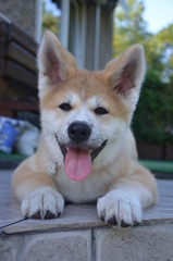 Akita dog