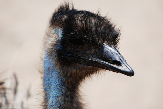 Blue Emu Images – Browse 12 Stock Photos, Vectors, and Video