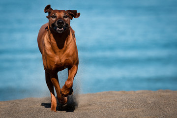 Rhodesian Ridgeback