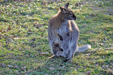 K&auml;nguru mit Baby