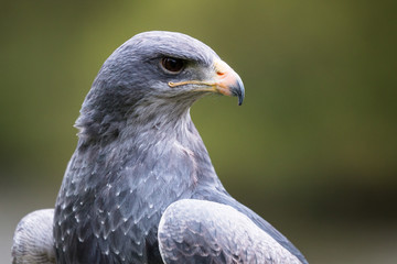 Kordillerenadler