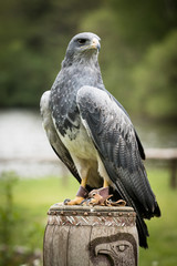 Blaubussard, Kordillerenadler